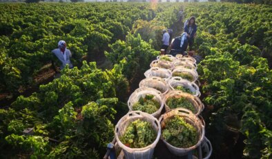 Gediz Nehri Havzası’nda gündüz hasat gece nöbet….