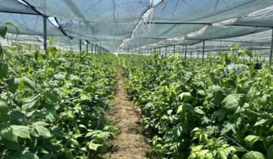 Genç girişimcilerin gözdesi: Isparta’da üretimi yaygınlaşıyor!