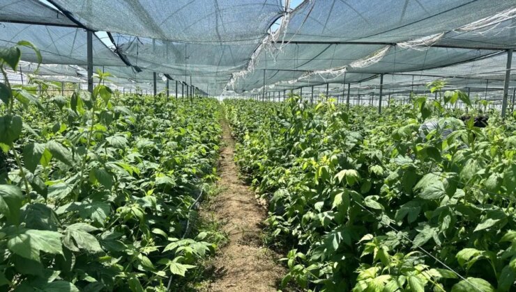 Genç girişimcilerin gözdesi: Isparta’da üretimi yaygınlaşıyor!