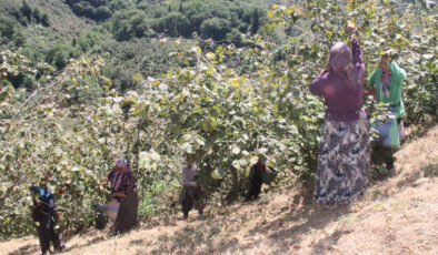 Giresun’da fındık hasadı başladı