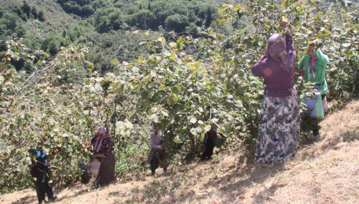 Giresun’da fındık hasadı başladı
