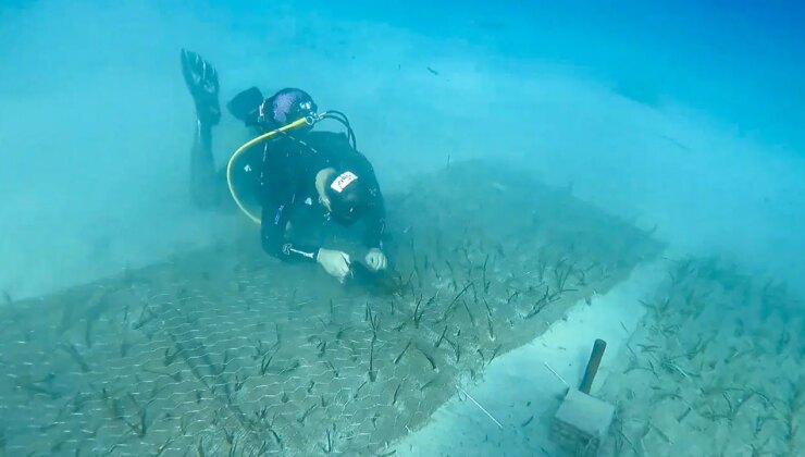 Göcek’te iki bin yaşında deniz çayırı keşfedildi