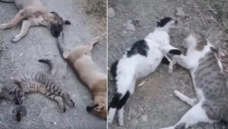 Görüntüler ortaya çıktı: Hayvanları ‘zehirleyerek’ öldürmüşler!
