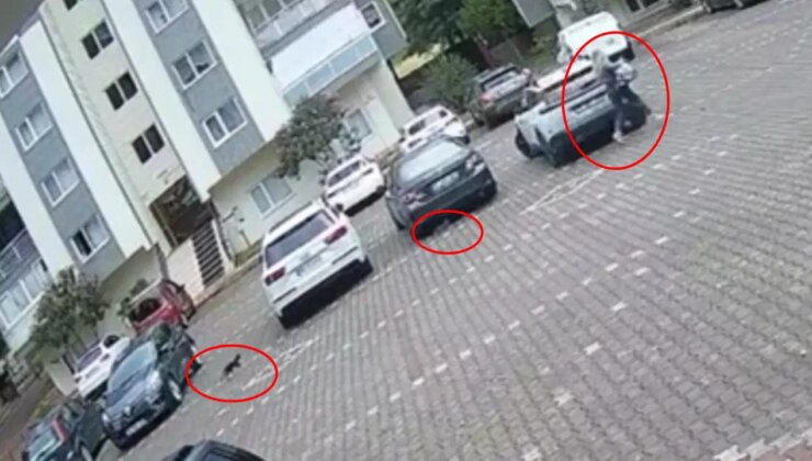 Güldüren anlar kamerada: Genç kadın yavru kedilerden köşe bucak kaçtı