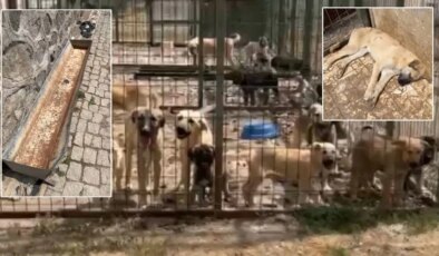 Gümüşhane Belediyesi’ne ait barınakta skandal görüntüler: Hayvanlar açlıktan ve susuzluktan can verdi!