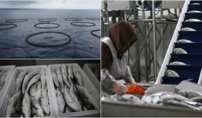 Hatay’dan Avrupa’ya balık ihracatı