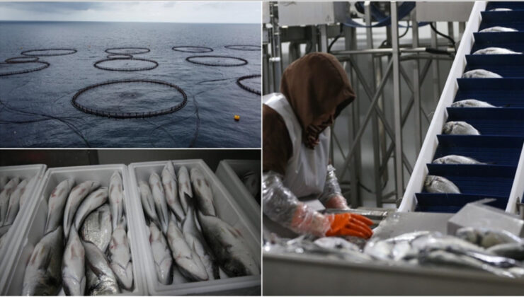 Hatay’dan Avrupa’ya balık ihracatı