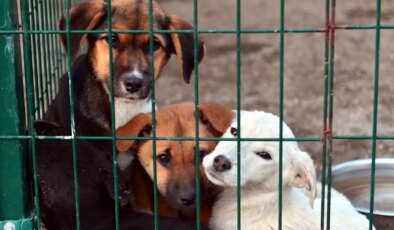 Hayvan katilleri cezasız bırakılıyor… Suç işleyenler caydırılmıyor: ‘Cezasızlık cesaret veriyor!’