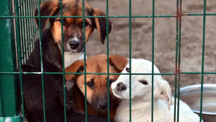 Hayvan katilleri cezasız bırakılıyor… Suç işleyenler caydırılmıyor: ‘Cezasızlık cesaret veriyor!’