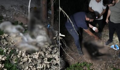 Hayvanlar açlıktan ve susuzluktan can vermişti: Bu sefer de ormanlık alanda köpeklerin cesedi bulundu!