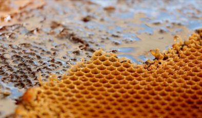 Her bölge bir başka lezzet sunuyor: Türkiye’nin en iyi bal üretilen şehirleri
