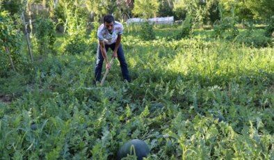 İlk kez ekildi, hasadı başladı: 24 kiloya ulaştı…