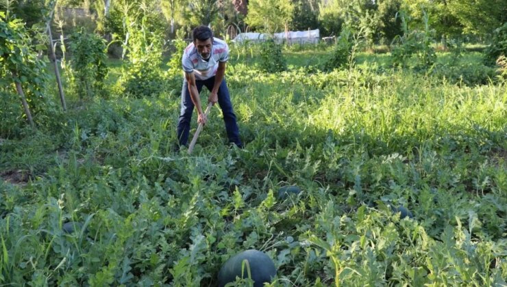 İlk kez ekildi, hasadı başladı: 24 kiloya ulaştı…