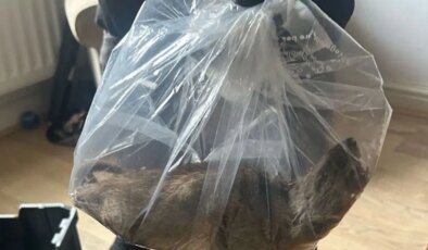 İngiltere’de ‘kedi boyutunda’ dev fare yakalandı