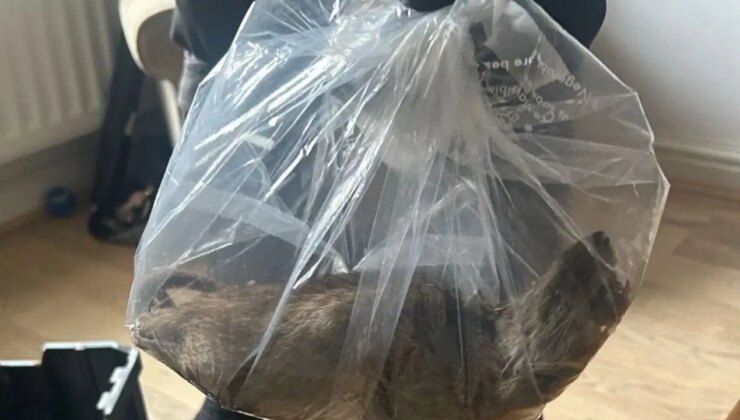 İngiltere’de ‘kedi boyutunda’ dev fare yakalandı