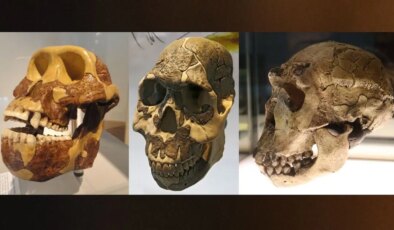 İnsanların dişleri yediklerine göre son halini almış