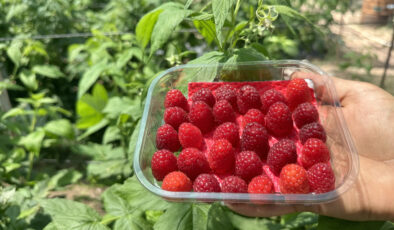 Isparta’da ahududu üretimi yaygınlaştı