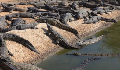 İsrail, Batı Şeria’da 200 timsahı öldürdü