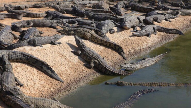 İsrail, Batı Şeria’da 200 timsahı öldürdü