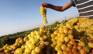 İsrail Gazze’de meyve bahçelerini hedef aldı