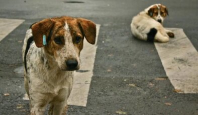 İstanbul Valiliği’nin sokak hayvanlarını ‘toplatma’ talimatı tepkilere yol açtı: Karardan vazgeçilmeli