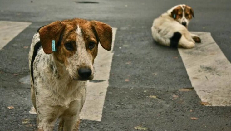 İstanbul Valiliği’nin sokak hayvanlarını ‘toplatma’ talimatı tepkilere yol açtı: Karardan vazgeçilmeli