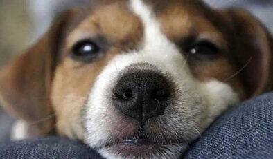 İstanbul Veteriner Hekimler Odası’ndan sokak hayvanları uyarısı: ‘Uysal hayvanlar toplanırsa sokaklar agresif hayvanlarla dolar’