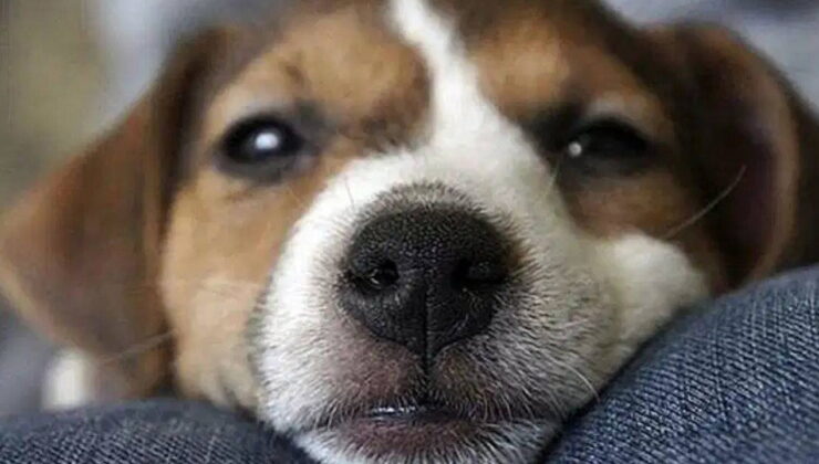 İstanbul Veteriner Hekimler Odası’ndan sokak hayvanları uyarısı: ‘Uysal hayvanlar toplanırsa sokaklar agresif hayvanlarla dolar’