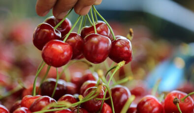 İstanbul’da kiraz pahalılığı