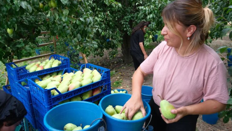 İtalyanlardan öğrendi Gürsu Ovası’nda yetiştirmeye başladı: Avrupa’ya ihraç ediyor…