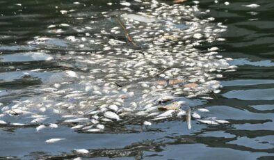 İzmir Körfezi’nde balık ölümleri arttı