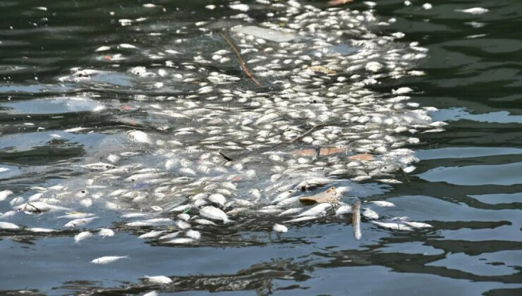 İzmir Körfezi’nde balık ölümleri arttı