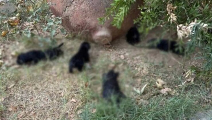 İzmir’de zehirlendiği iddia edilen 10 köpek ile 5 kedi öldü