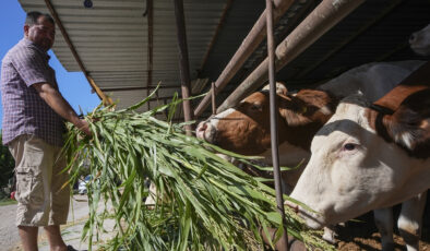 İzmir’deki besiciler kuraklık karşısında sorgum sudan otuna yöneldi