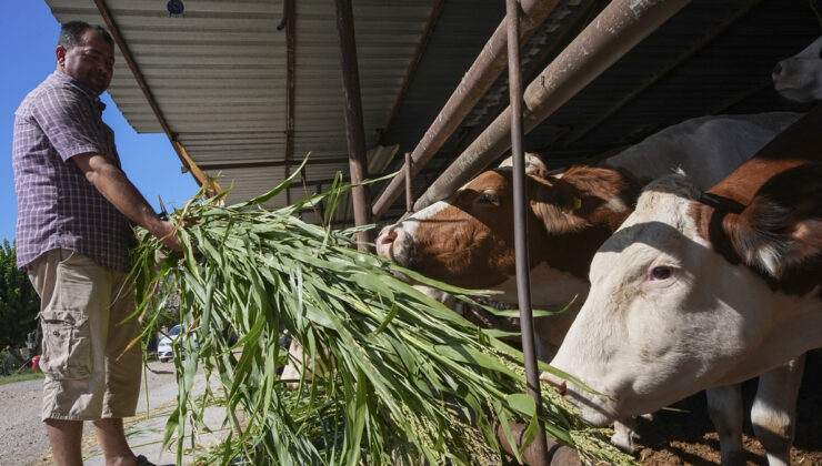 İzmir’deki besiciler kuraklık karşısında sorgum sudan otuna yöneldi