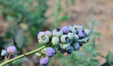 İzmir’in ilk yaban mersini hasat edildi: 8 yılın sonunda 20 kat artması bekleniyor