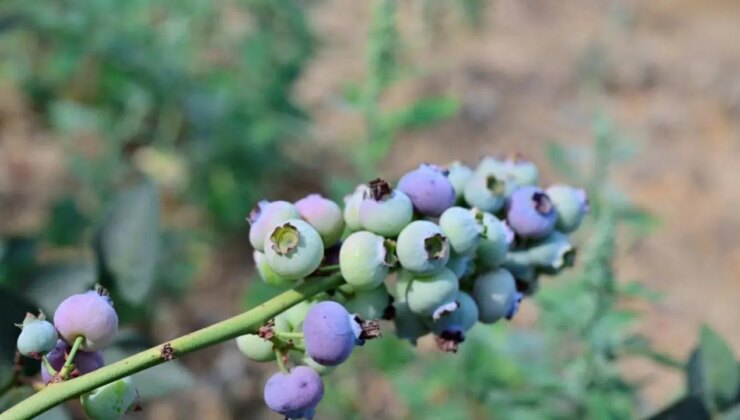 İzmir’in ilk yaban mersini hasat edildi: 8 yılın sonunda 20 kat artması bekleniyor