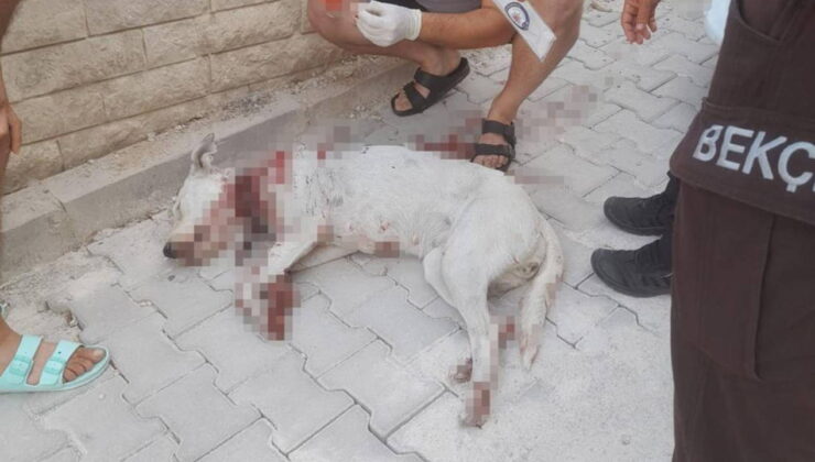 Kan donduran olay… Hamile köpeğe tüfekle saldırdılar!