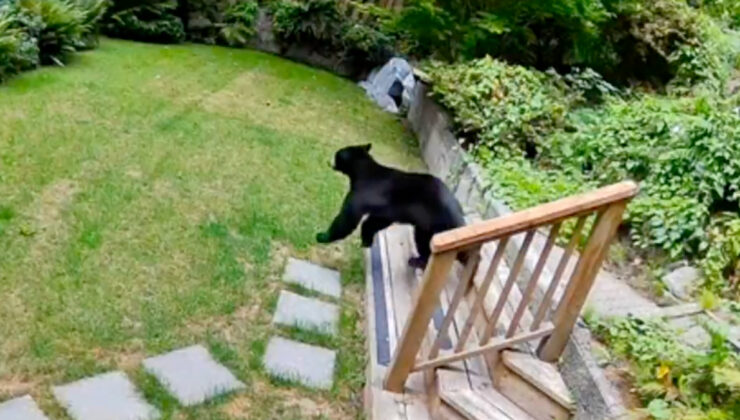 Kanada’da küçük köpekten büyük cesaret: Eve giren ayıyı korkutup kaçırdı