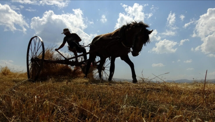 Kars’ta çiftçiler sezonun son buğdaylarını hasat ediyor