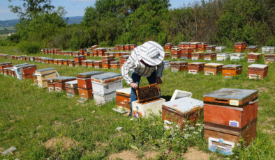 Kastamonu’da kestane balı üretim sezonu bitti: Verim düştü