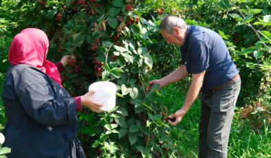Kestel’de hasat başladı: Kilosu 130 TL..