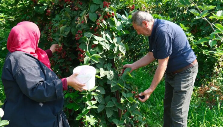 Kestel’de hasat başladı: Kilosu 130 TL..