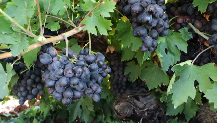 ‘Kilis horoz karası’ üzümünde hasat zamanı