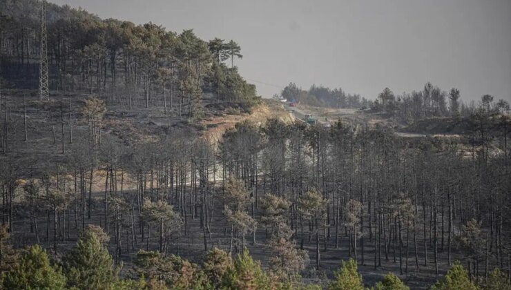 KIRÇEV’den Ahmet Demirtaş, yangın sonrası ormanlaştırma çalışmalarına ilişkin Cumhuriyet’e konuştu: ‘Önemli olan alanların korunması’