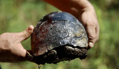 Kırık kabuğu ahşap ustasının dokunuşuyla onarılan kaplumbağa doğaya salındı