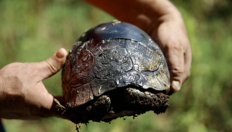 Kırık kabuğu ahşap ustasının dokunuşuyla onarılan kaplumbağa doğaya salındı
