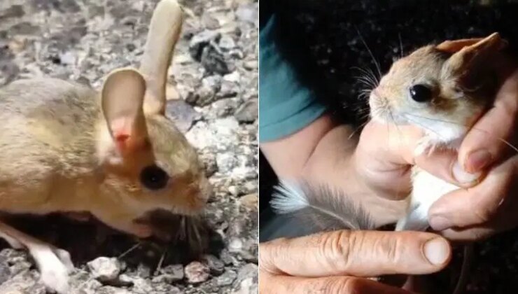 Kırmızı listede yer alan ‘Arap tavşanı’ Tunceli’de görüntülendi
