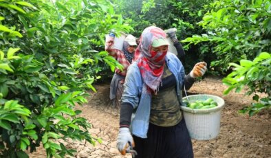 Kışın 5, yazın 150 TL’ye satılıyor!  Hasadı yeniden başladı…