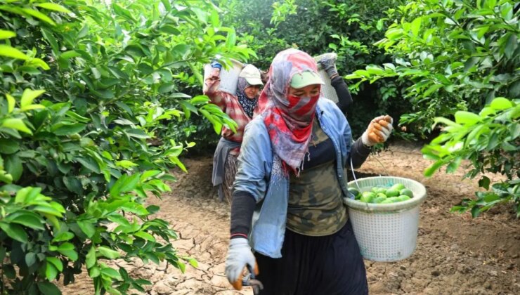 Kışın 5, yazın 150 TL’ye satılıyor!  Hasadı yeniden başladı…